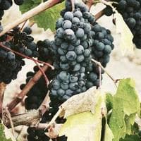 RDC : des diplomates chez Félix Tshisekedi