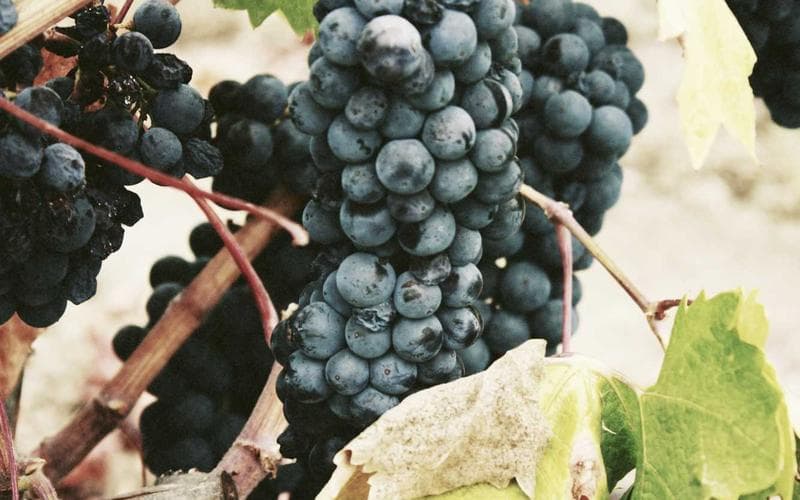 RDC : des diplomates chez Félix Tshisekedi